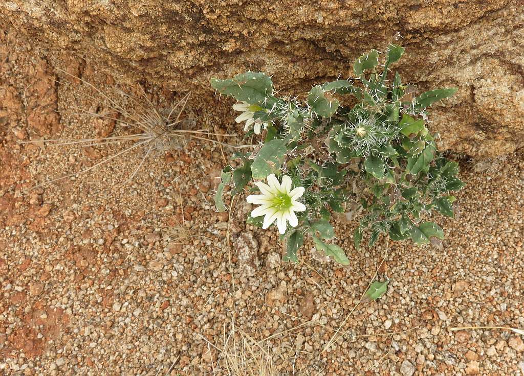 Klipspringer Flower